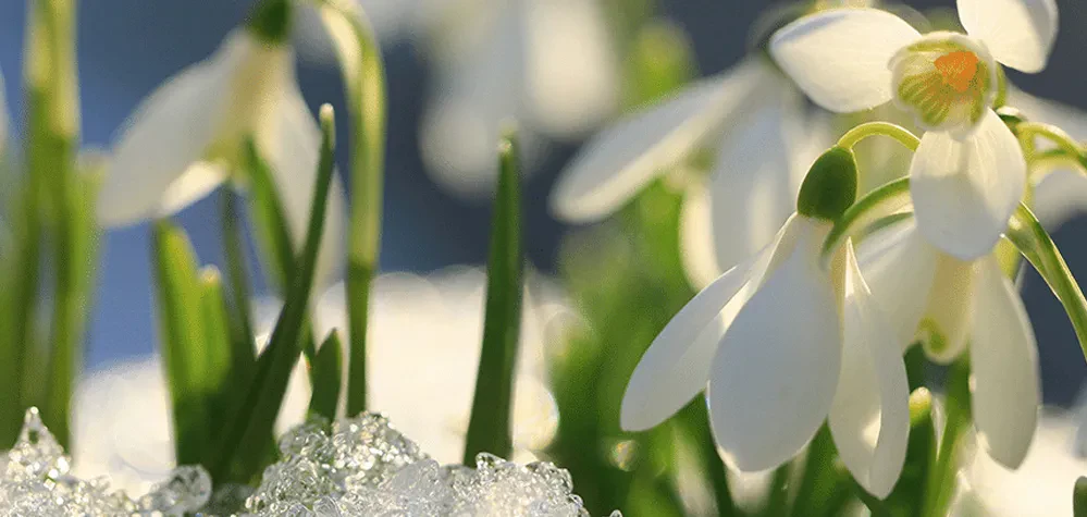 Plantons des fleurs pour le Nouvel-An !